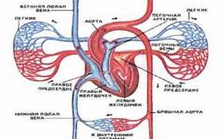 Венозное и артериальное кровотечение отличия